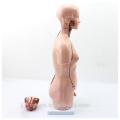 TUNK ANATOMY 12021 plástico 23 piezas 45 cm de tamaño medio de doble sexo PVC cuerpos humanos anatómicos torso del cuerpo modelo